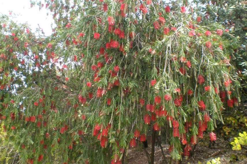 calilstemon viminalis