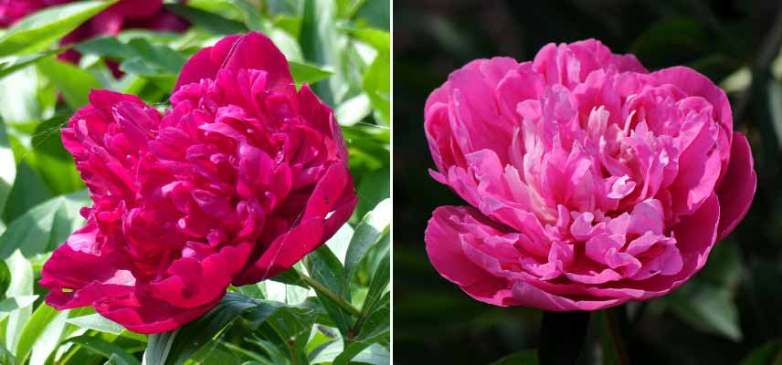 Pivoines à fleurs d'anémone