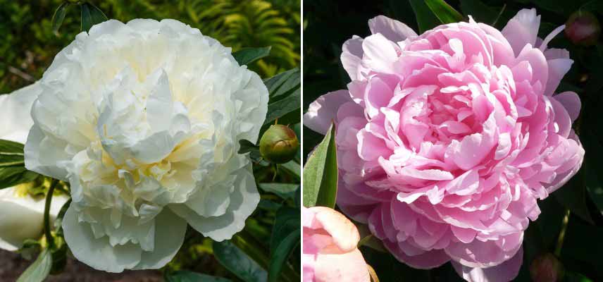 Pivoines à fleurs doubles