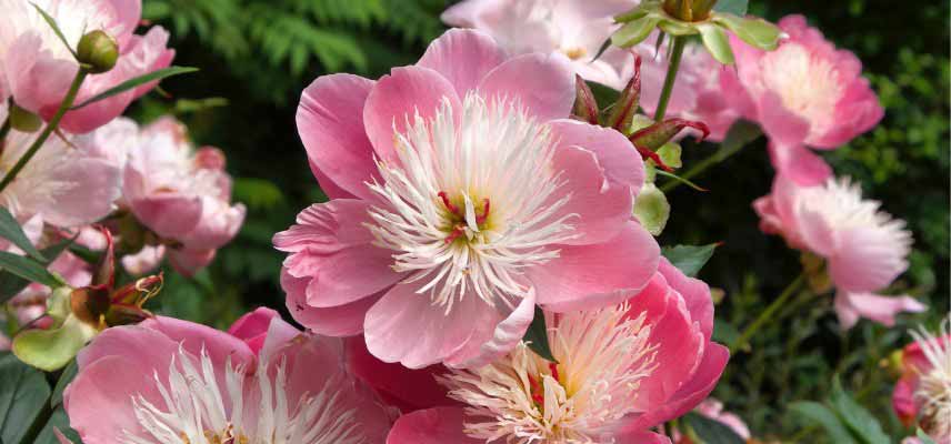 Pivoine à fleurs de forme japonaise