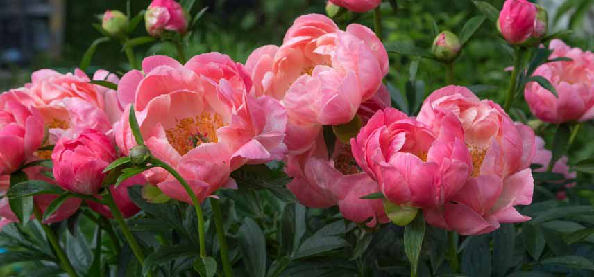 Pivoine à fleurs globuleuses