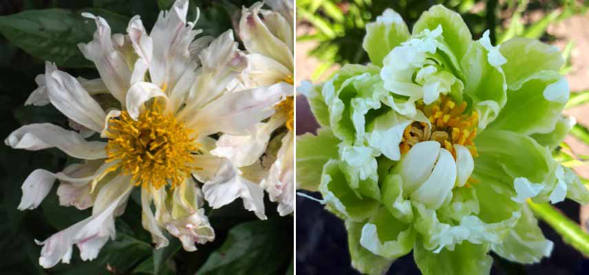 Pivoines à fleurs originales