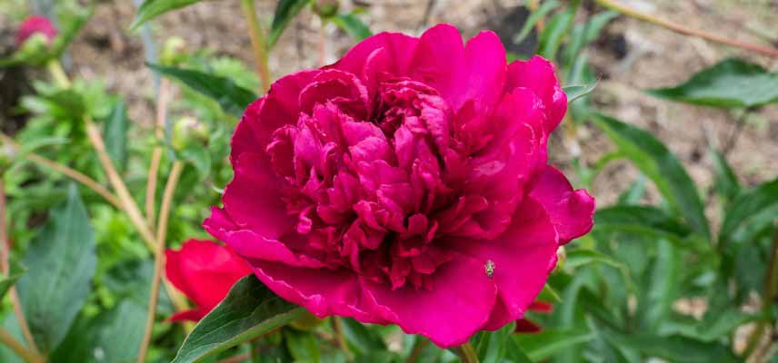 Pivoine couronne rose foncé - rouge 