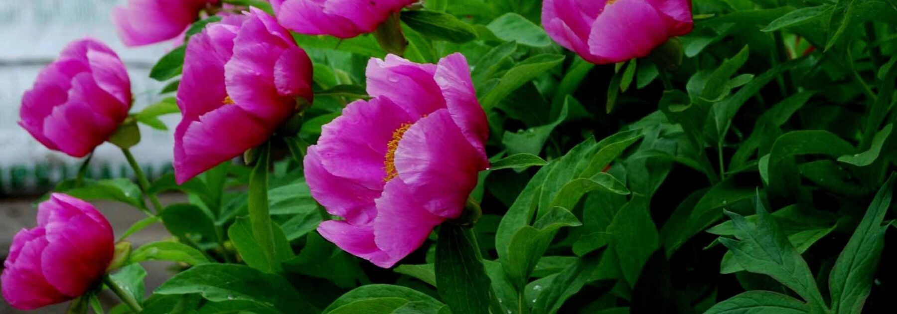 Comment choisir une pivoine selon la forme de ses fleurs ?