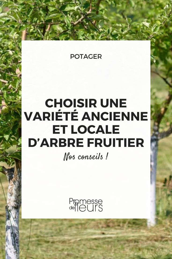 trouver ses arbres fruitiers anciens et résilients