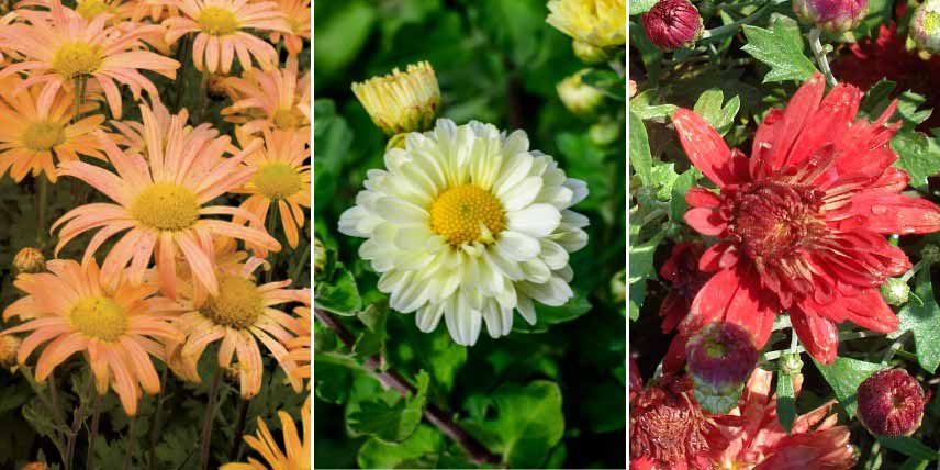 Chrysanthèmes à fleurs orange, jaune pâle et rouge