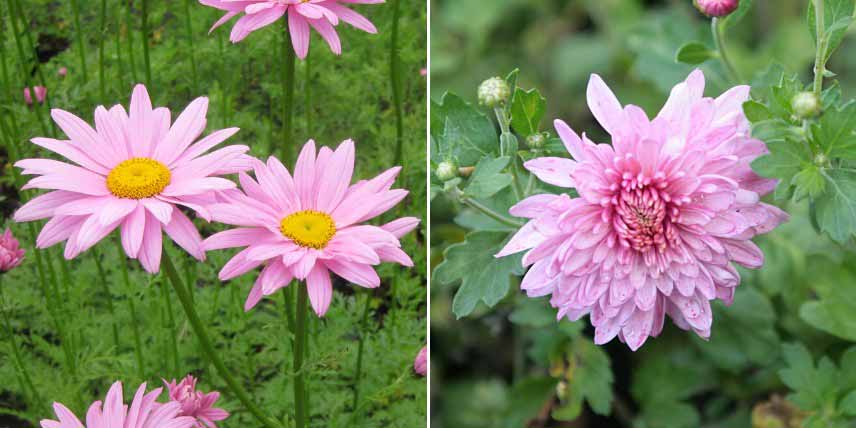 Les différentes formes de fleurs des chrysanthèmes