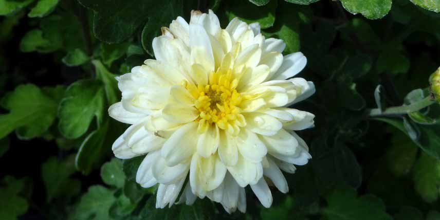 Fleur de chrysanthème