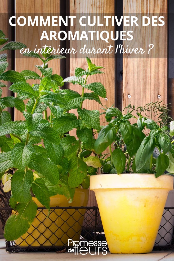 Comment faire pousser des plantes aromatiques en intérieur ?