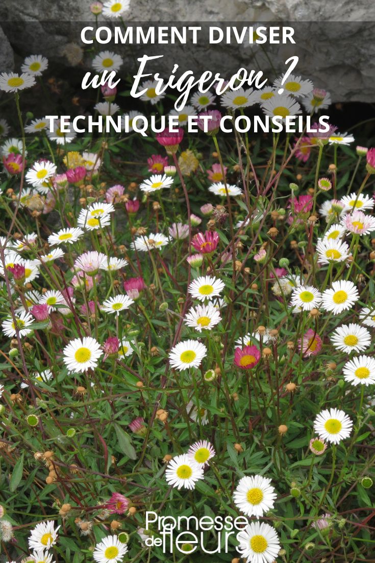 Multiplier l'Erigeron