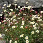 Comment diviser un Erigeron ?