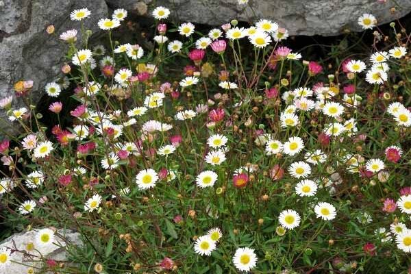 Comment diviser un Erigeron ?