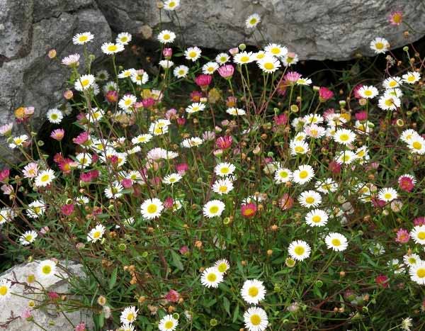 Comment diviser un Erigeron ?