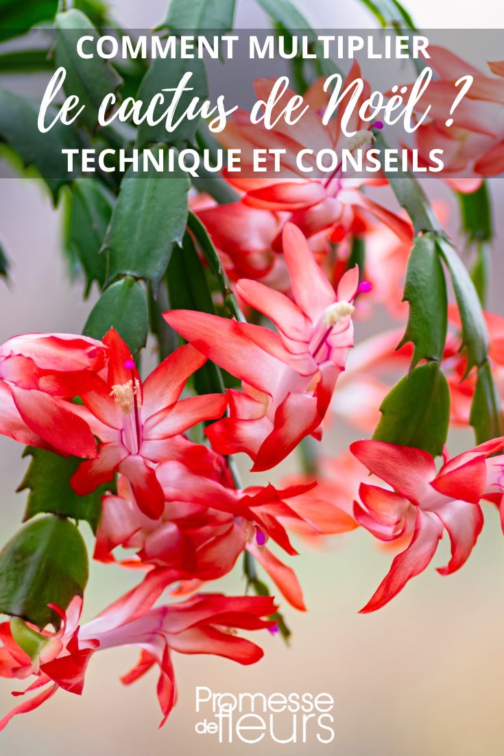 schlumbergera