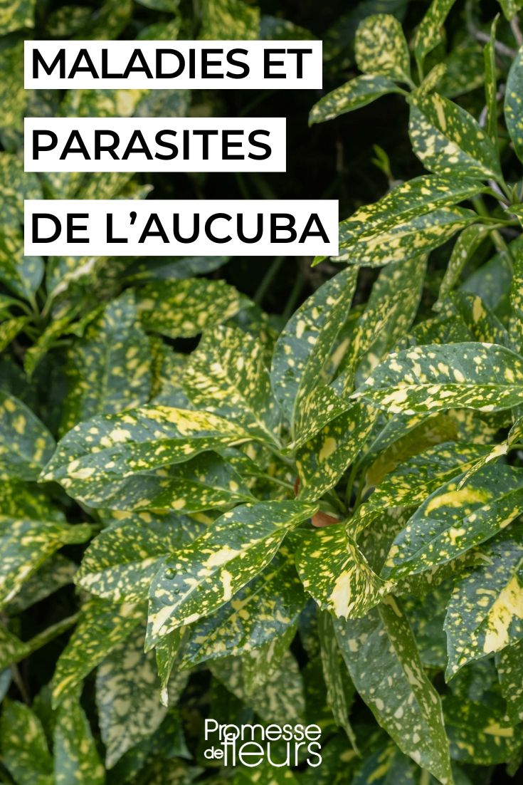 maladies et parasites de l'aucuba