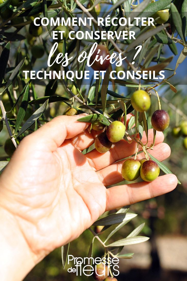 Comment récolter vos olives ?