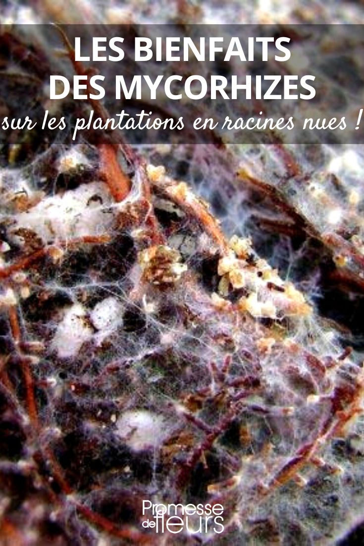 Les bienfaits des mycorhizes sur les plantations en racines nues