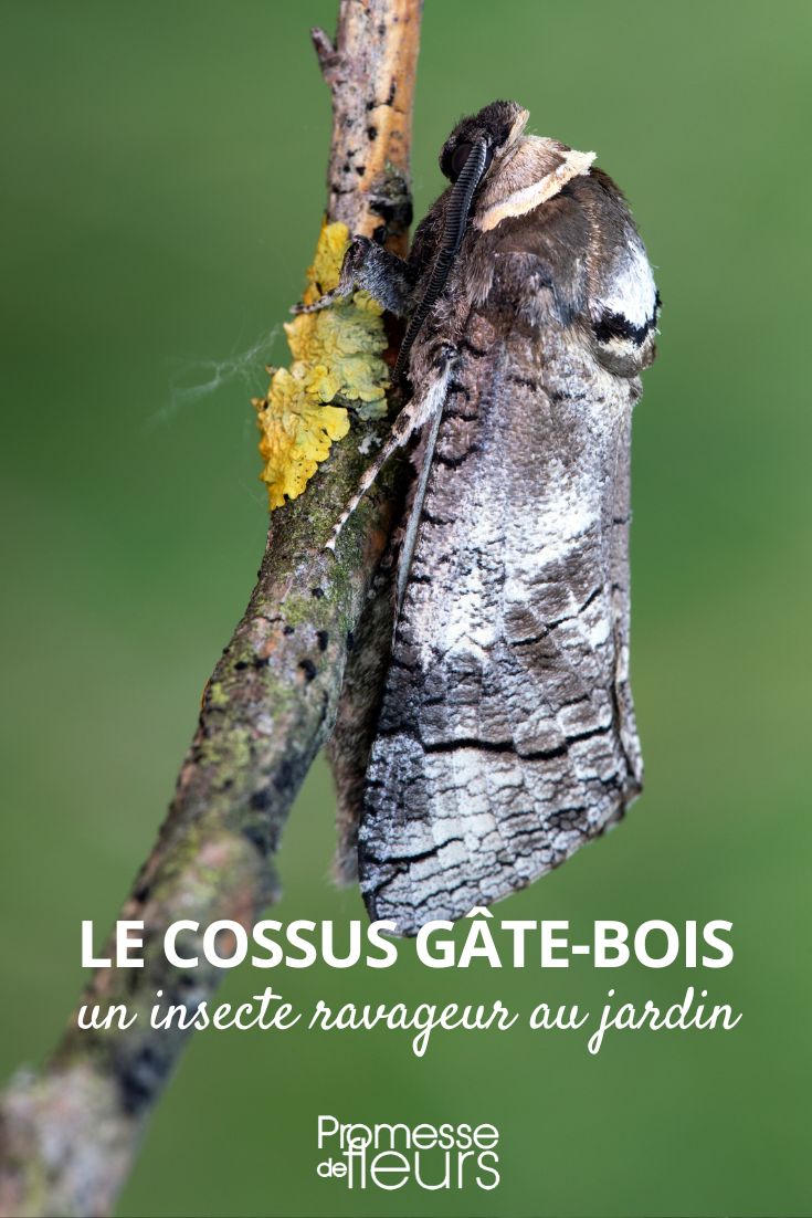 Insecte ravageur au jardin : le Cossus gâte-bois