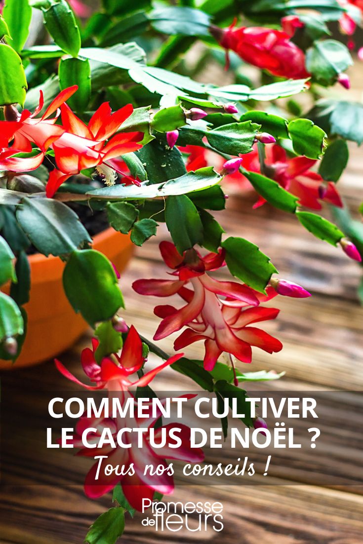 Cultiver le cactus de Noël - Blog Promesse de fleurs