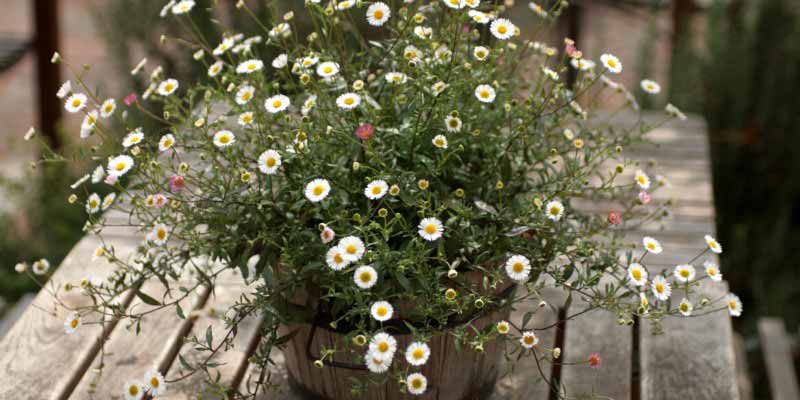 Erigeron en pot