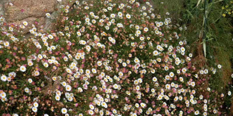 Erigeron : comment le diviser