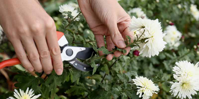 Chrysanthèmes : comment couper leurs fleurs pour les faire sécher