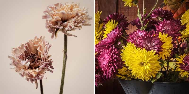 Chrysanthèmes : comment les faire sécher ? 