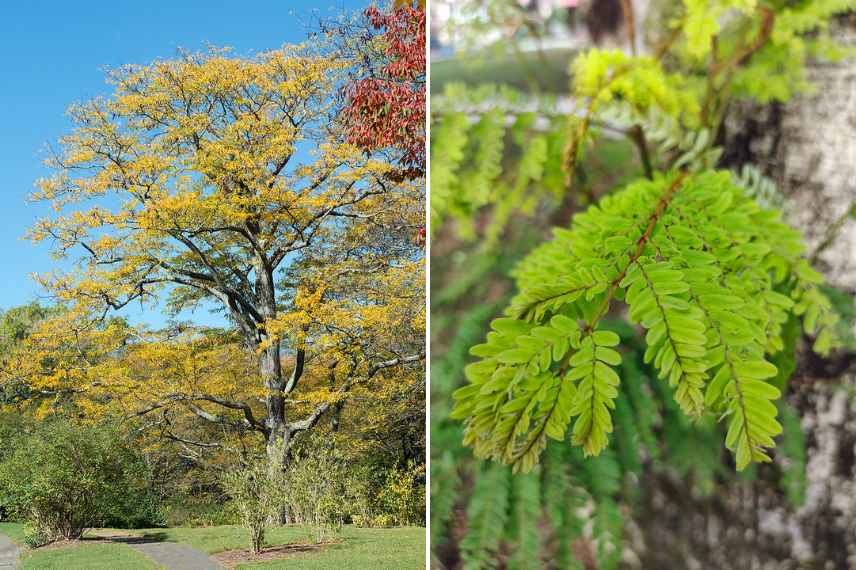 arbres melliferes, arbre nectar pollen