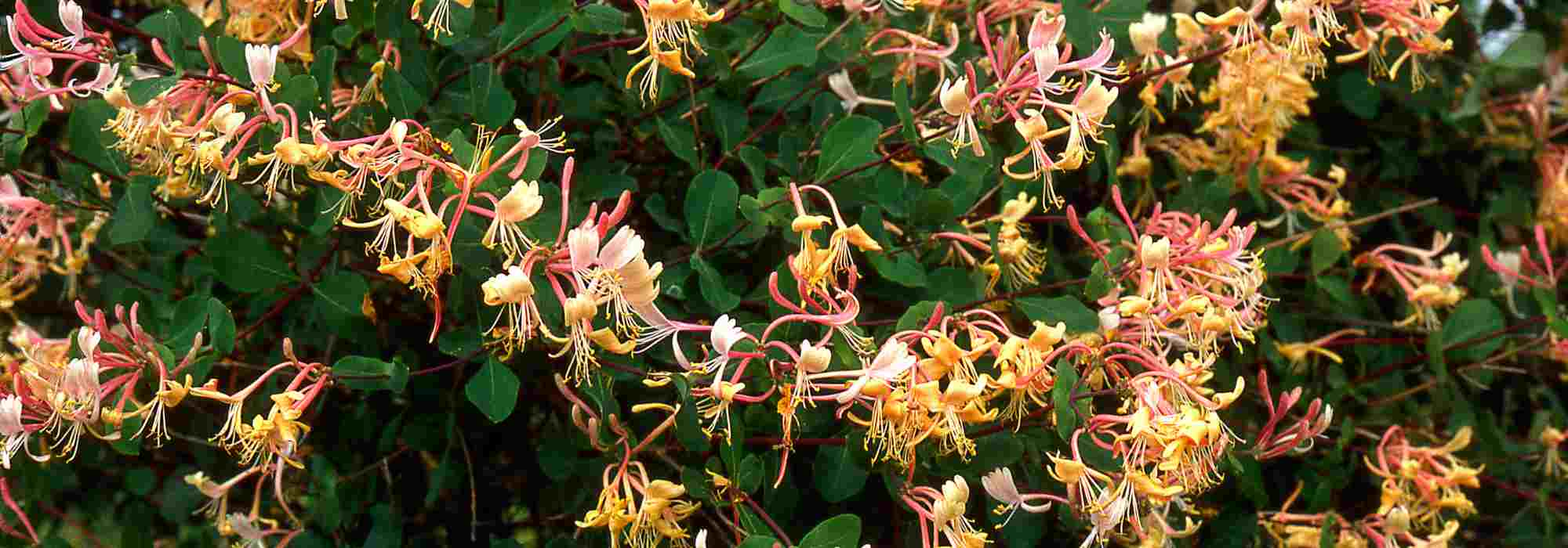 7 plantes grimpantes pas chères pour aménager son jardin à petit prix