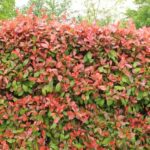 Comment faire une haie de Photinia ?