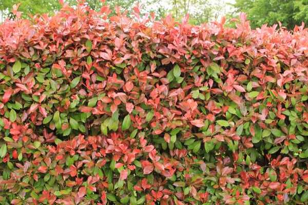 Comment faire une haie de Photinia ?