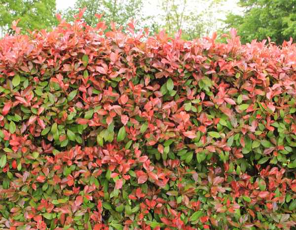 Comment faire une haie de Photinia ?