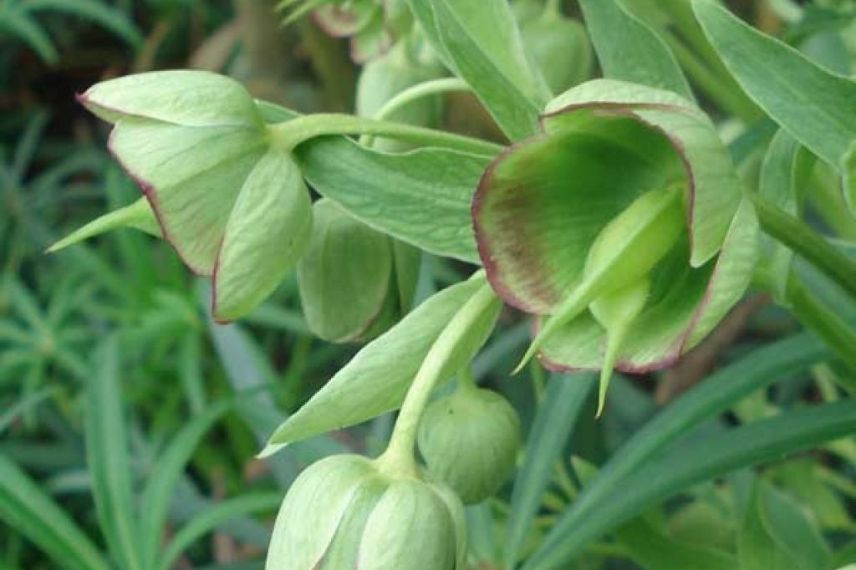 hellebore fetide