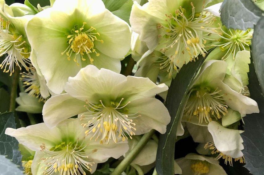 helleborus 'Snow Love'