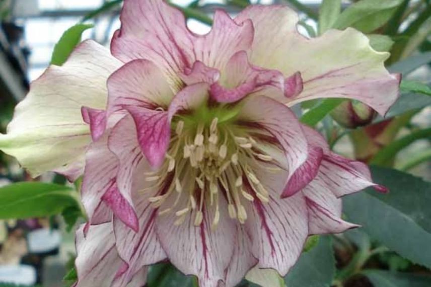 helleborus orientalis