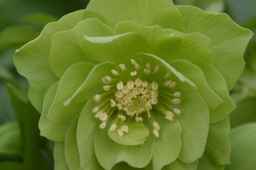 hellébore à fleurs vertes