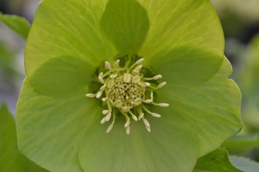 Helleborus orientalis