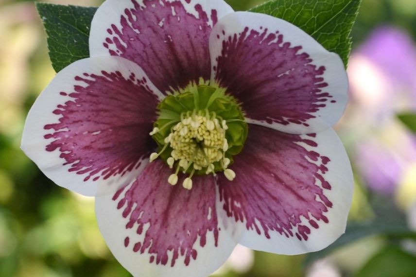 Helleborus orientalis