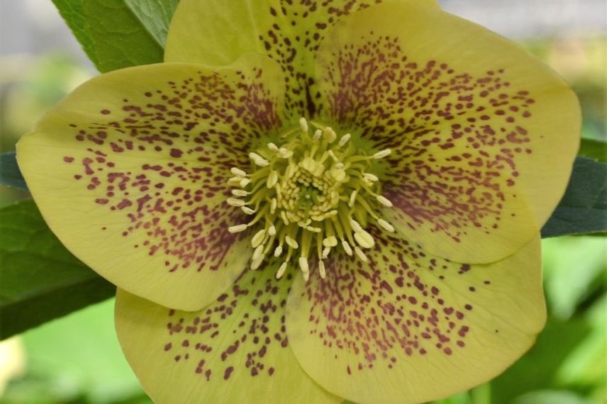 helleborus orientalis