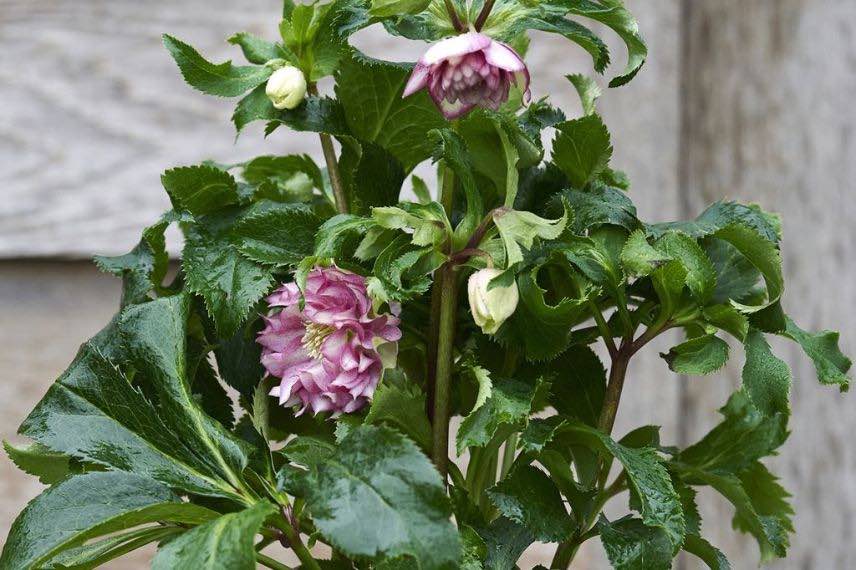 Vivace à fleurs doubles et bicolores