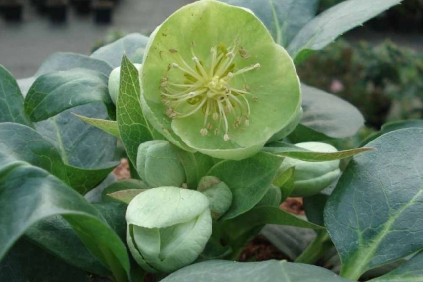 Helleborus sternii 'Remi'