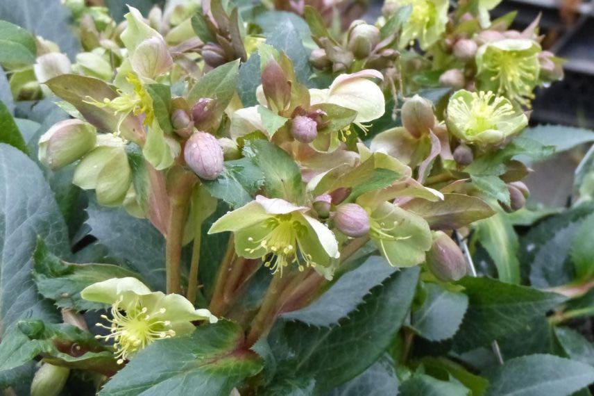 helleborus sternii