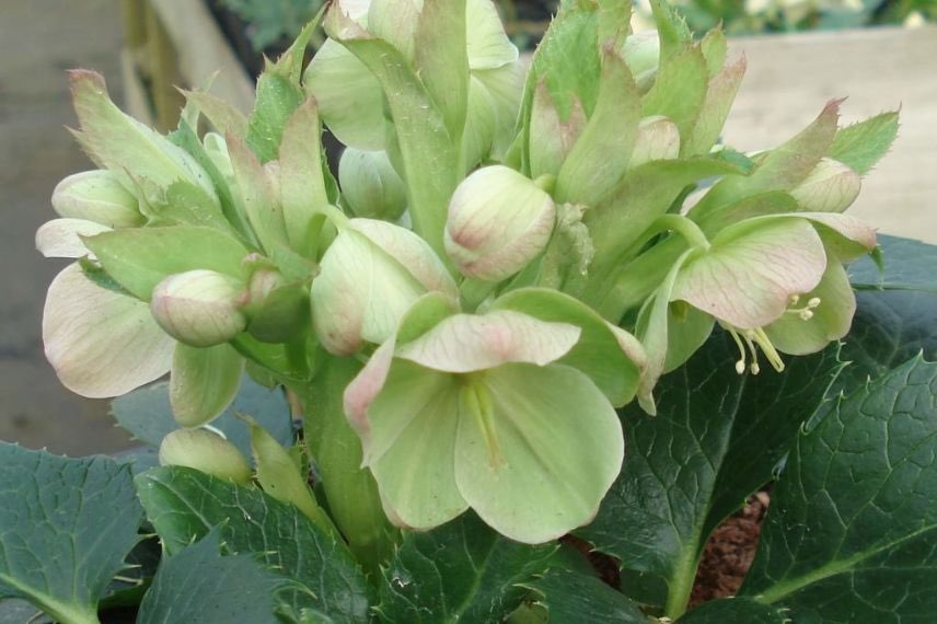 hellebore de corse