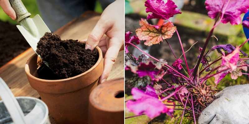 Multiplier les heuchères par bouturage de rosettes