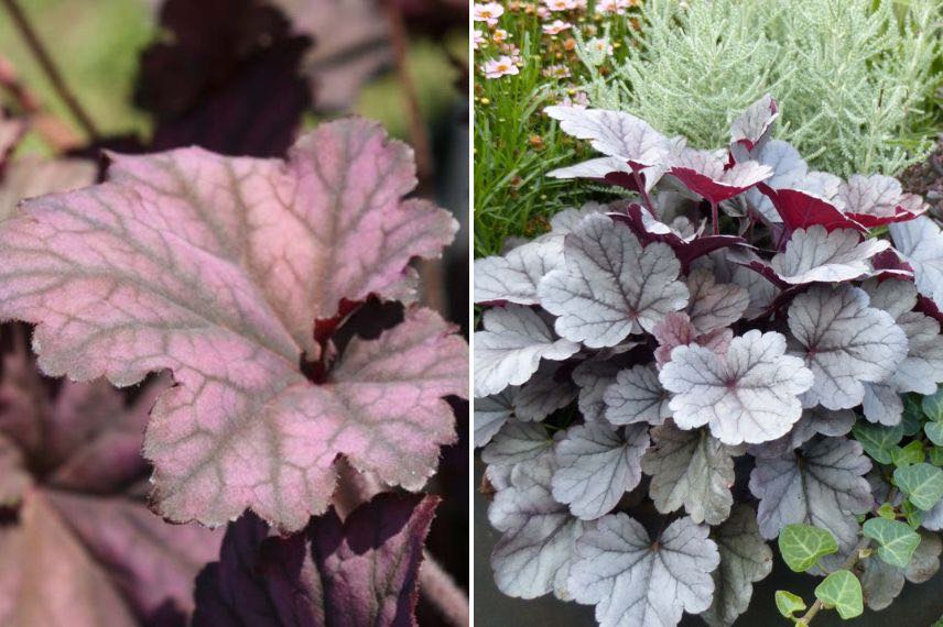 associer les couleurs au jardin 