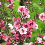 Comment hiverner le Leptospermum ?