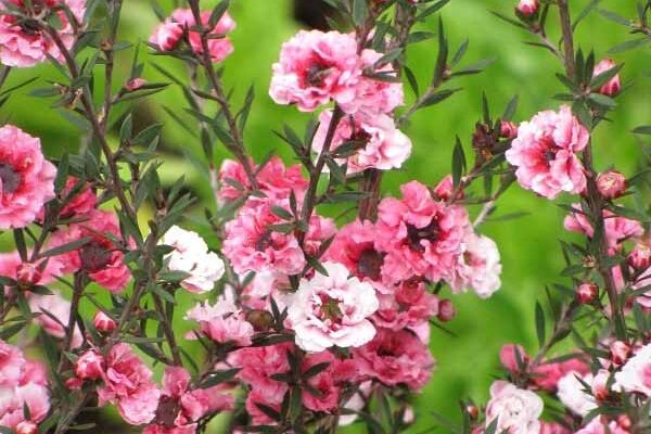 Comment hiverner le Leptospermum ?