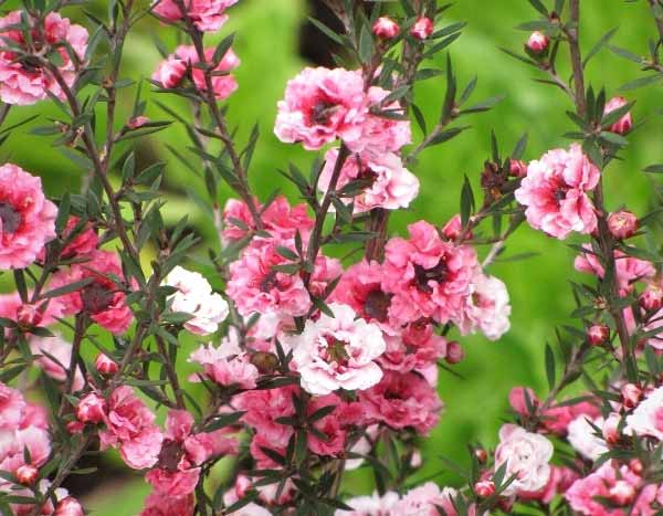 Comment hiverner le Leptospermum ?