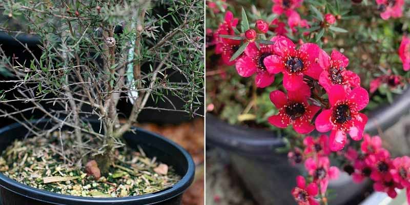 Protéger un Leptospermum du froid en hiver