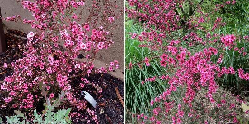 Comment hiverner un Leptospermum